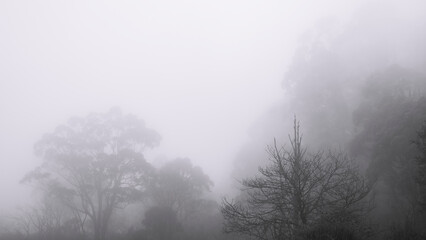 Landscape of a misty forest