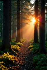Naklejka premium Gentle sunrise glow casts shadows on tree trunks, forest, landscape