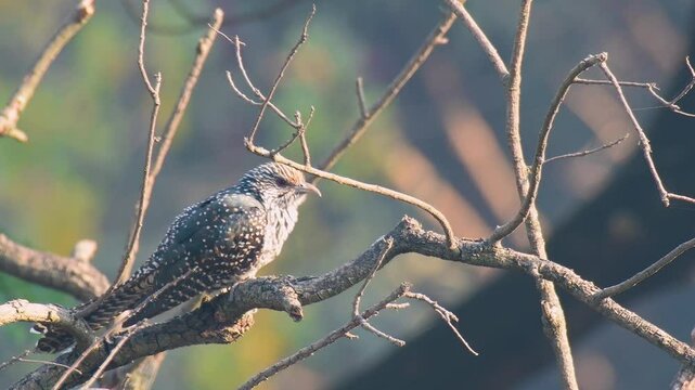 Asian Koel female in the forest of Sinhagadh valley
