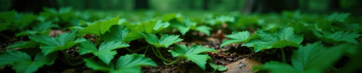 Dark green gunnera leaves scattered on a forest floor, dark green, forest, earthy