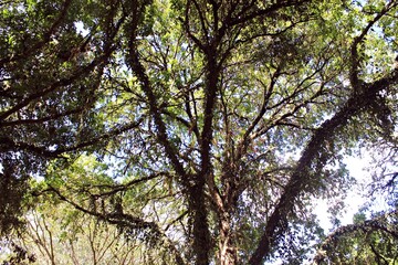There are many trees in the tourist area
