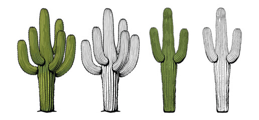 Desert Cactus vector and illustration, hand drawn style white background