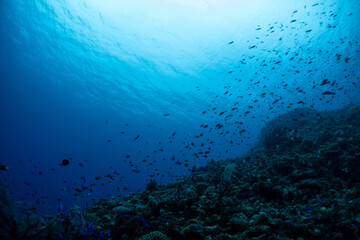 神秘的な海の世界線
