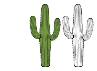 Desert Cactus vector and illustration, hand drawn style white background