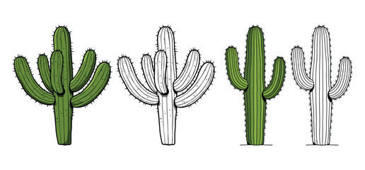 Desert Cactus vector and illustration, hand drawn style white background