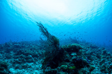 神秘的な海の世界線