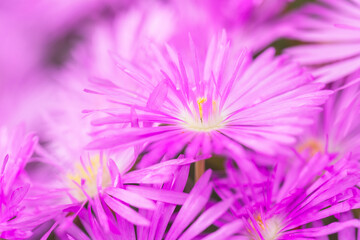 Fototapeta premium iceplants, delosperma