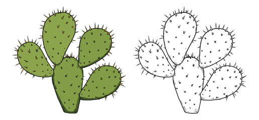 Desert Cactus vector and illustration, hand drawn style white background