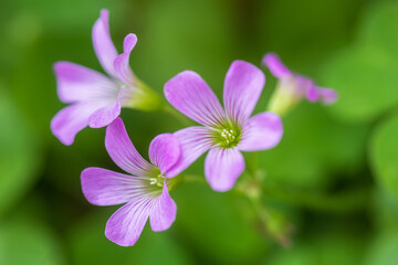 oxalis