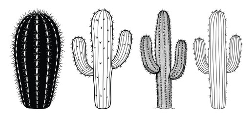 Desert Cactus vector and illustration, hand drawn style white background