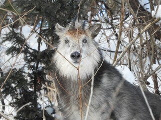 冬のニホンカモシカ