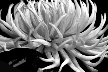 White Flower Detail Chrysanthemum