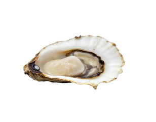 oysters on a white background