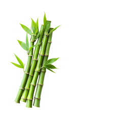 Whole Bunch of Green Bamboo Stalks