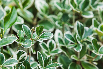 The leaves of the White-Edged Japanese Euonymus are characterized by a silvery border against a green background. Euonymus japonica 'Albomarginata', Variegated Japanese Euonymus