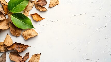 30. A few green leaves lying atop dry, shriveled brown leaves on a plain white background