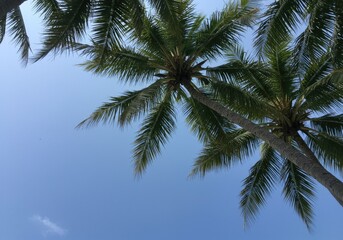 beach palm tree from below