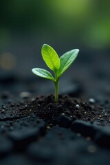 Naklejka premium Tiny green shoot emerging from cracked black soil, growth, plant, dark