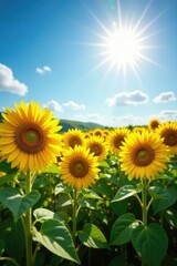 Fototapeta premium The sun shines brightly down on a field of tall sunflowers, serene, colorful, light