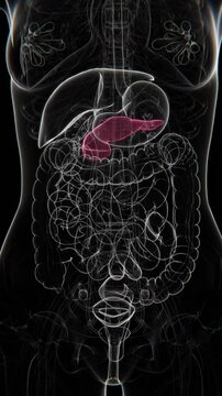 Female Pancreas Vertical Video | Female Pancreas Animation Concept Video | Pancreas indication Animation vertical video