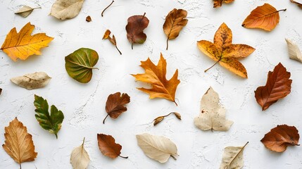 95. A scattered pattern of dry and green leaves arranged softly across a white surface