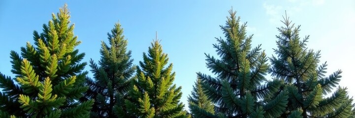 Tall spruce trees against a clear morning sky, leafy branches, spruce trees, clear blue sky