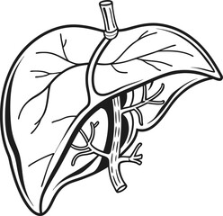 Realistic liver anatomy structure. Vector hepatic system organ, digestive gallbladder organ. Human liver vector art with white background.