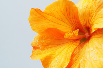 Yellow tropical flower close up. Bright exotic flower isolated on a gray background. Part of a flower, plant. Minimalistic photo, macro photo. © sorninai