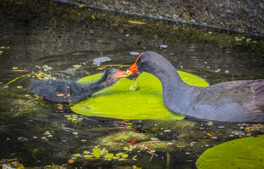 Fototapeta premium A dusky moorhen parent feeds her dependent offspring chick a morsel across a green lily pad in a canal in Robina on the Gold Coast in Queensland, Australia.