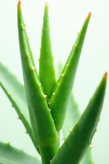 Fototapeta premium Aloe vera flower isolated on white background, herbal, green, nature