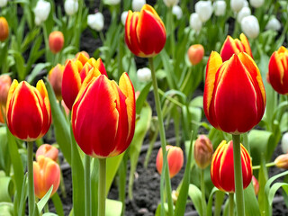 Obraz premium The beautiful of Tulip field