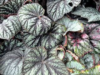 The beautiful of begonia spp & hybrid field
