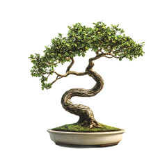 Small Bonsai Tree