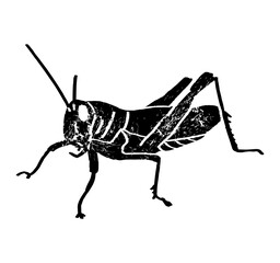 Moroccan locust (Dociostaurus maroccanus), Desert locust (Schistocerca gregaria), Migratory locust (Locusta migratoria) sitting side view, gravure style ink drawing illustration textured