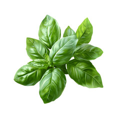 Fototapeta premium Bunch of Fresh Basil Leaves