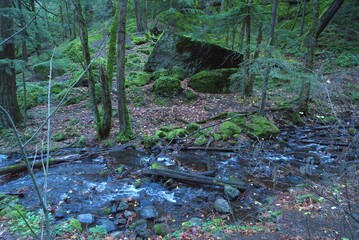 Water flowing in a rocky creek bed and surrounded by massive moss covered boulders and dense woodland. 