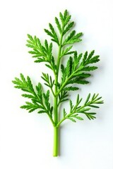 Single sprig of fresh dill isolated on white background with highlights, dill, foliage, garden