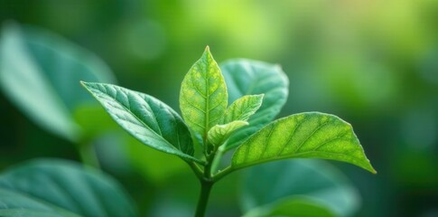 single Hoya krohniana leaf with silvery sheen, serene, botany