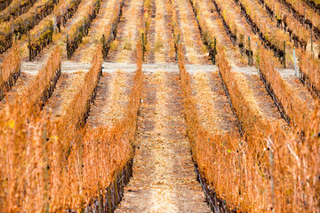 Dormant Winery Vineyard Grape Vines Winter