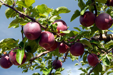 red delicious spartan apple tree orchard