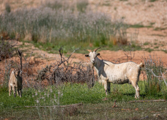 A feral goat and its kid standing and looking and alert with suspicion in grass next to a road in a...