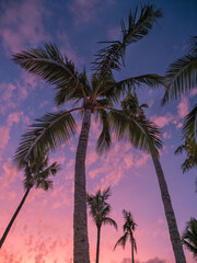 Sunset between the palm trees at Hamilton Island in the Whitsundays