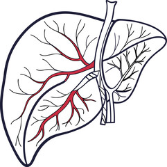 Realistic liver anatomy structure. Vector hepatic system organ, digestive gallbladder organ. Human liver vector art with white background.