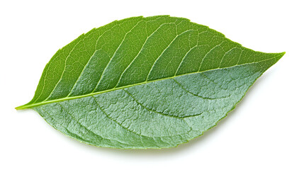 Green leaves isolated  on a beautiful background