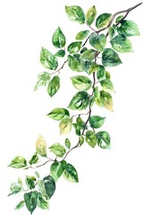 Watercolor Green Leaves Branch Illustration for Design and Creative Projects