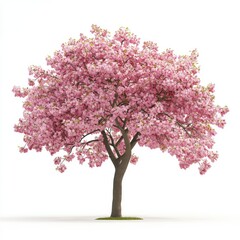 A beautiful cherry blossom tree with clusters of pink flowers, standing out against a clean white background.