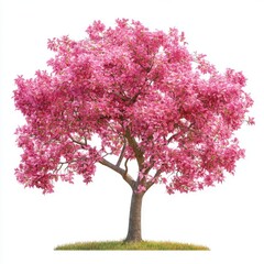 Obraz premium A breathtaking pink tree in full bloom with vibrant pink flowers, set against a white background