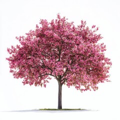 Obraz premium A breathtaking pink tree in full bloom with vibrant pink flowers, set against a white background
