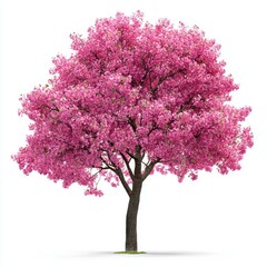 Fototapeta premium A pink tree with bright pink blossoms, isolated on a stark white background, highlighting its beauty