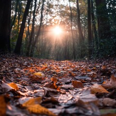 Autumn Leaves Scattered on Forest Floor at Sunset